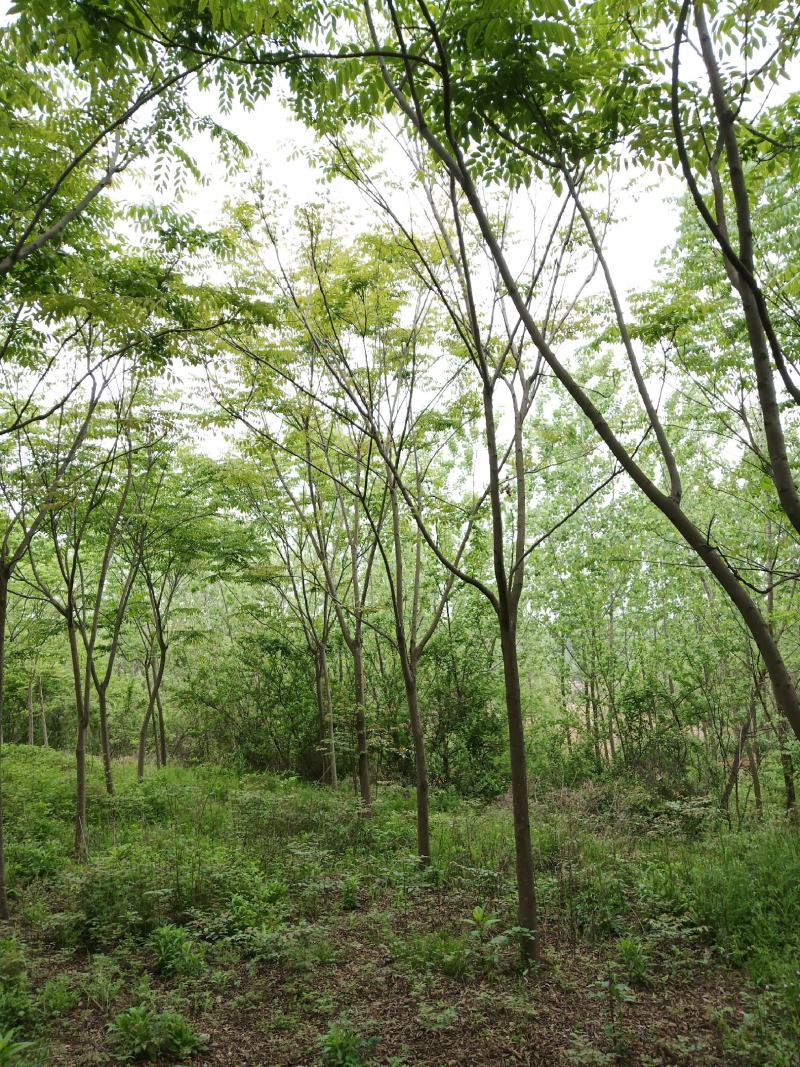 栾树