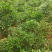 白花牛奶苗，高丰产，包技术，包回收！