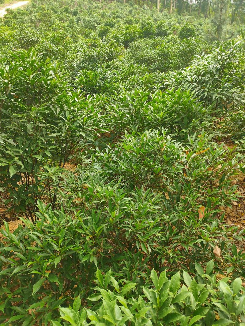 白花牛奶苗，高丰产，包技术，包回收！