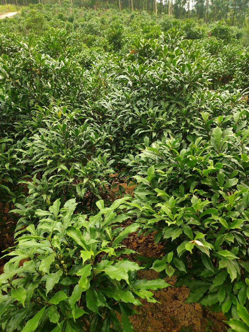 白花牛奶苗，高丰产，包技术，包回收！