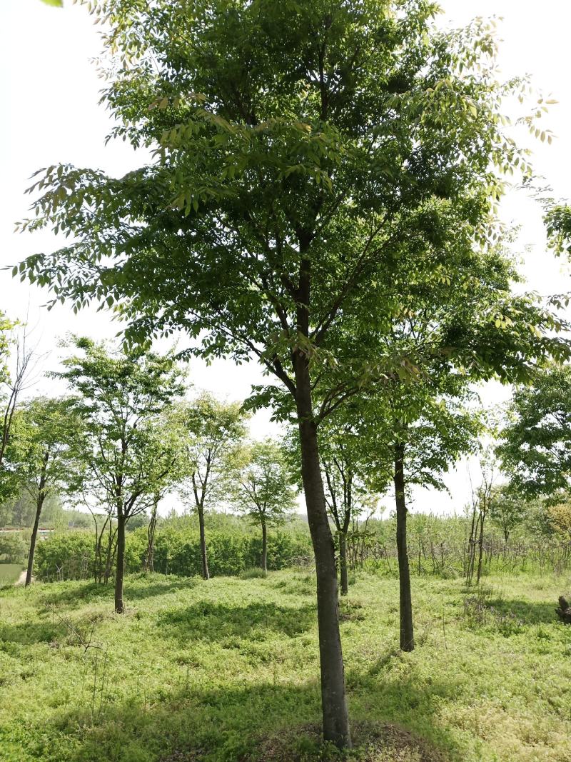 榉树（截杆发冒5年）