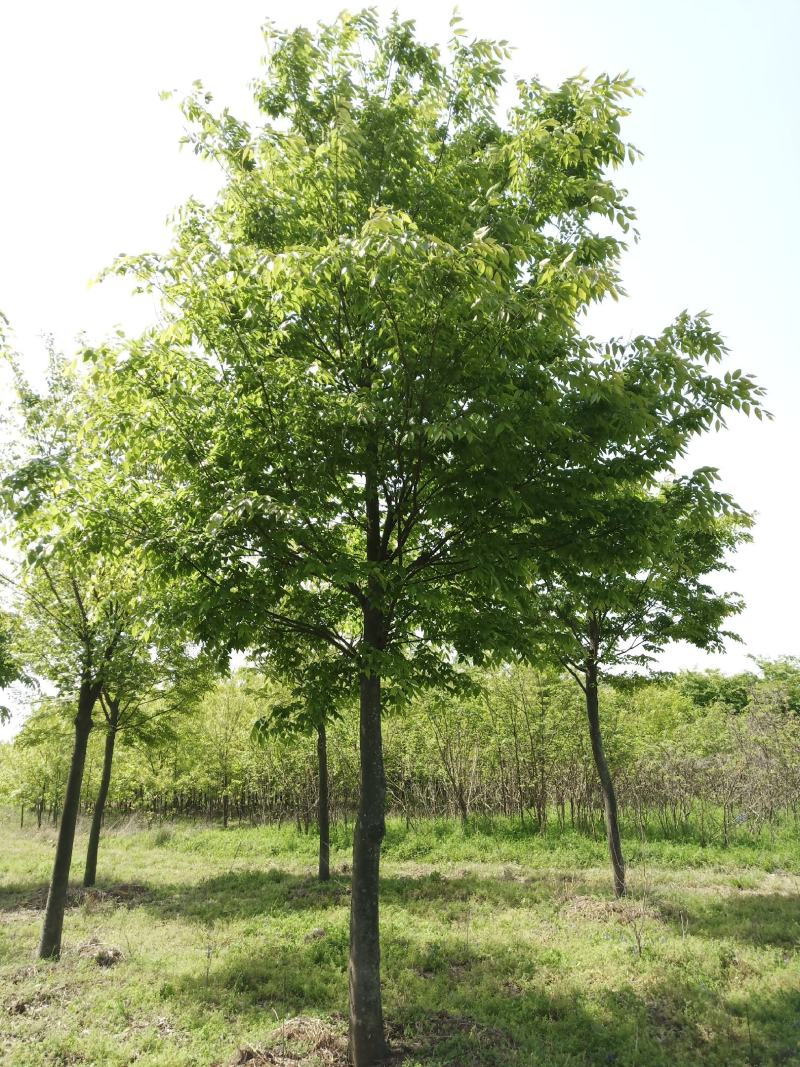 榉树（截杆发冒5年）