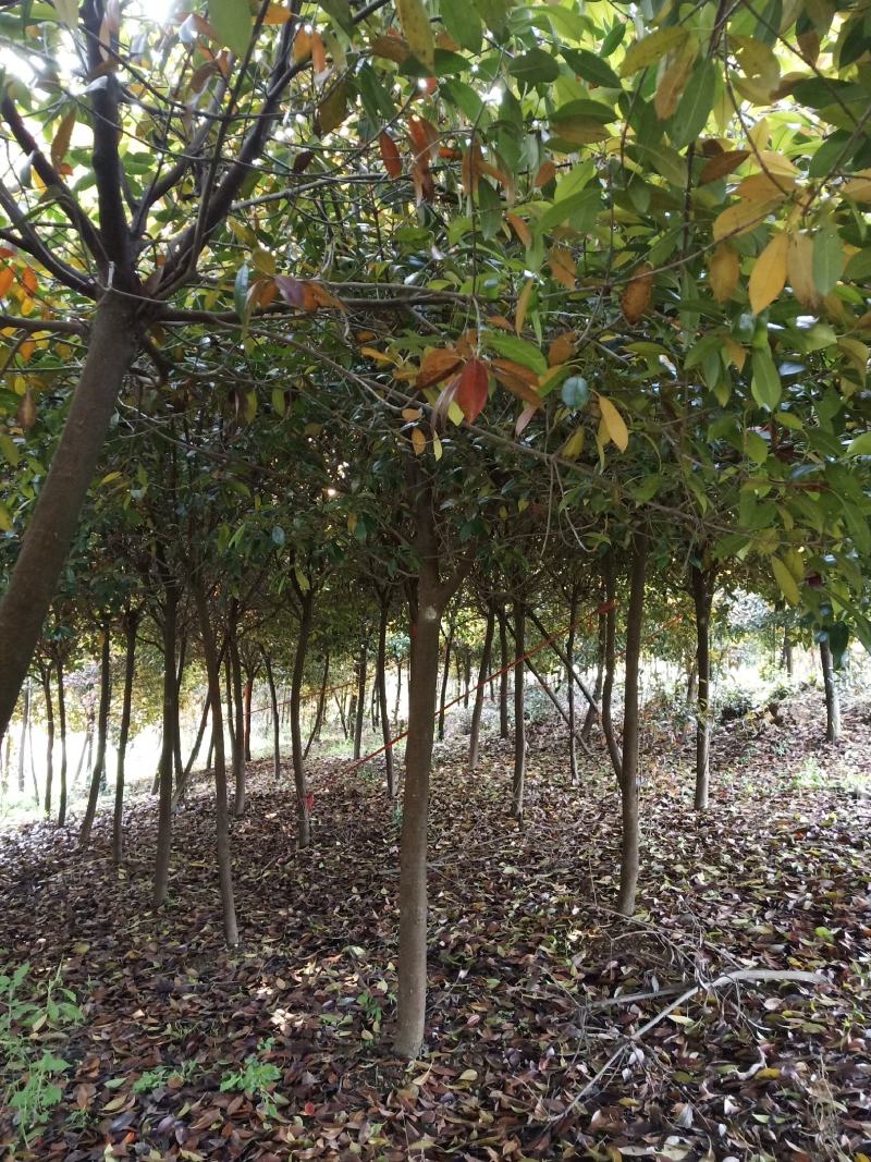 红叶石楠