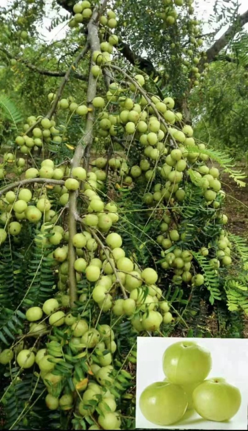 橄榄果，油甘果。