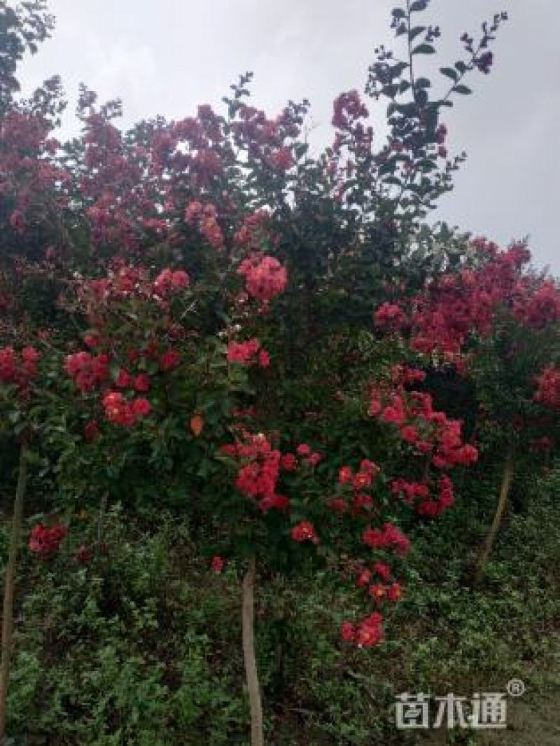 红火箭紫薇（国旗红），地径3~5cm。独杆丛生大量