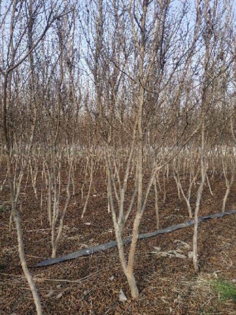 红火箭紫薇（国旗红），地径3~5cm。独杆丛生大量