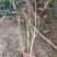 红火箭紫薇（国旗红），地径3~5cm。独杆丛生大量