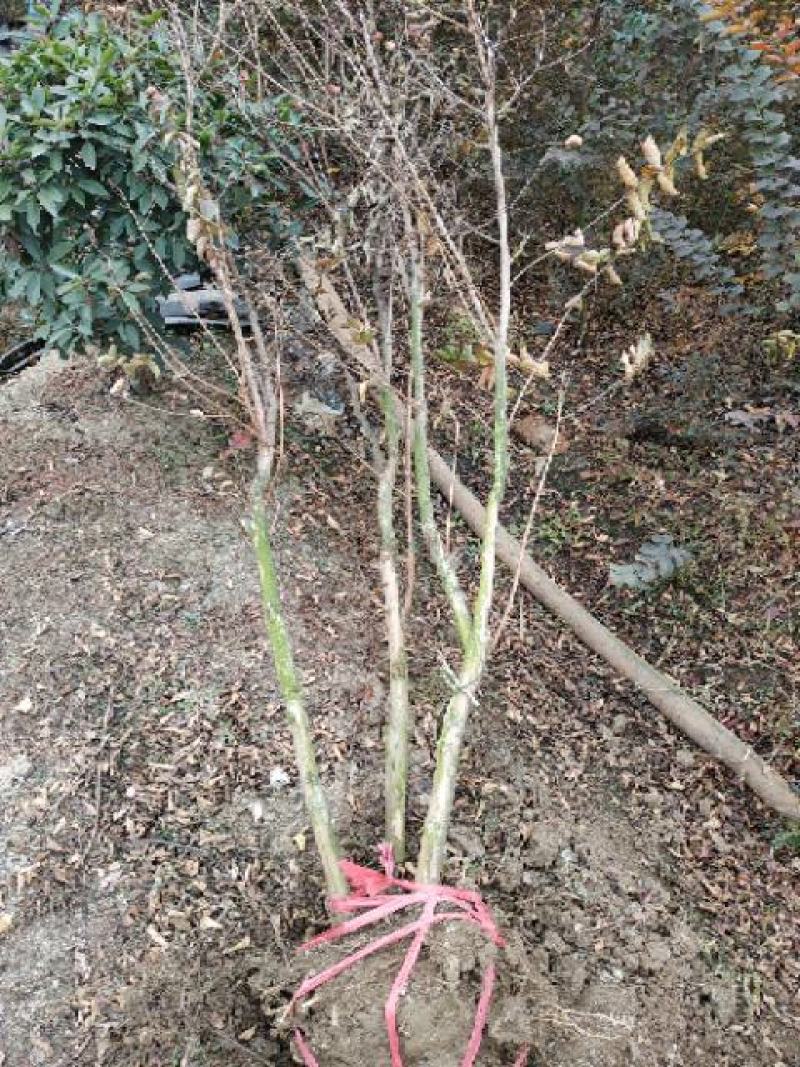 红火箭紫薇（国旗红），地径3~5cm。独杆丛生大量