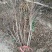 红火箭紫薇（国旗红），地径3~5cm。独杆丛生大量
