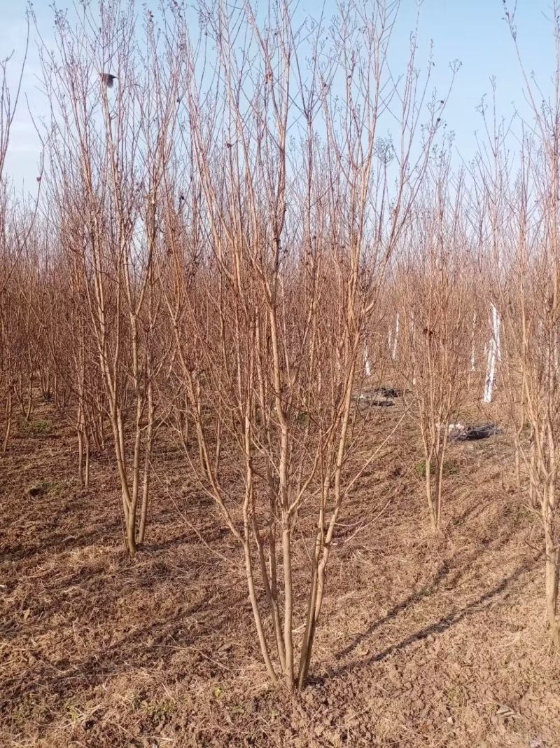 红火箭紫薇（国旗红），地径3~5cm。独杆丛生大量