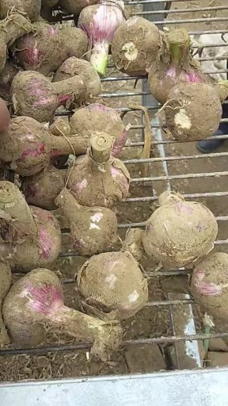 河南商丘精品大蒜开始上市啦，欢迎各位大佬下单