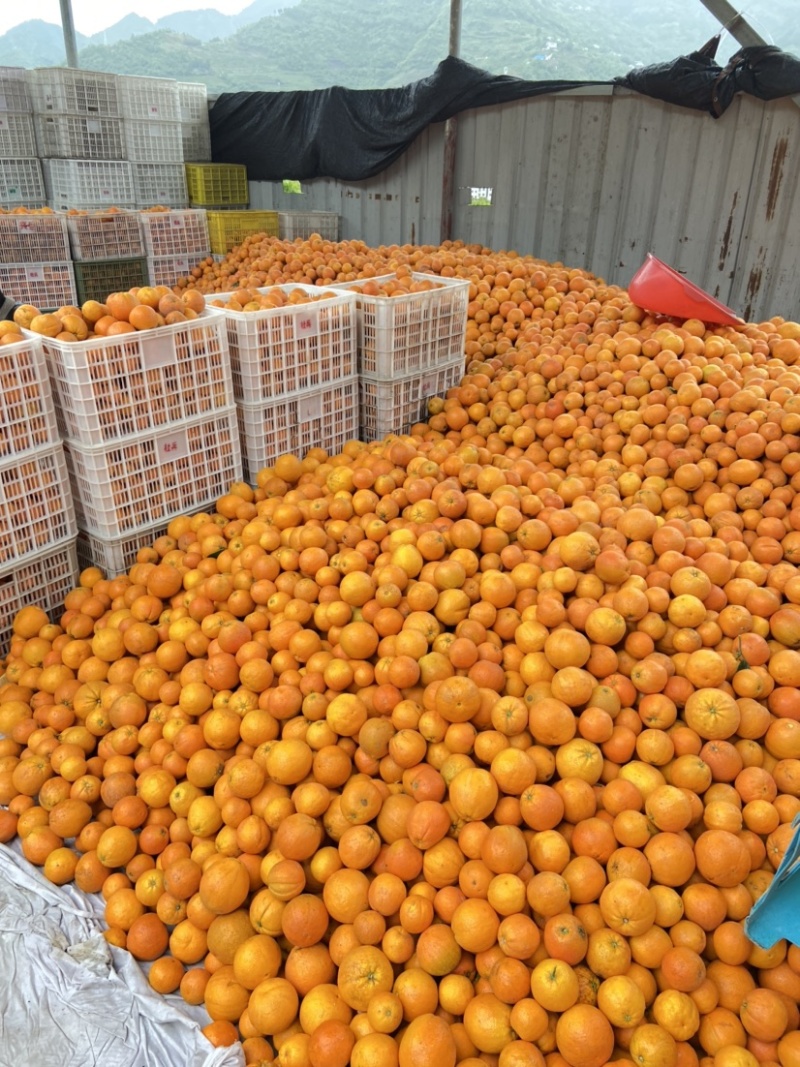 湖北牬归二级果电商货各种脐橙产地批发货源充足