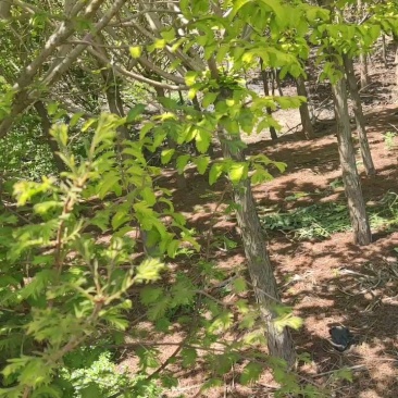《8公分中山杉10公分中山杉》价格