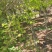 《8公分中山杉10公分中山杉》价格