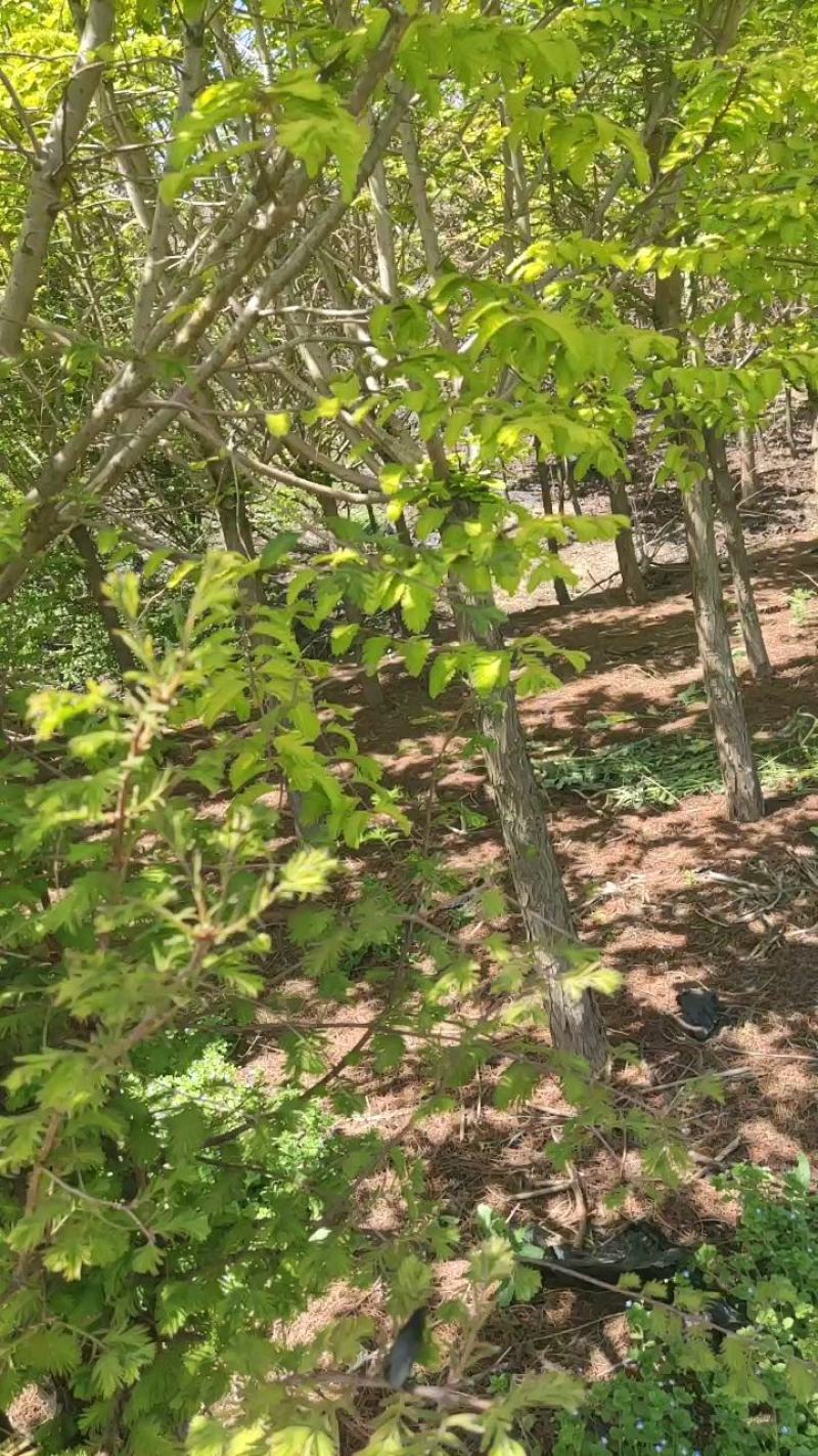 《8公分中山杉10公分中山杉》价格