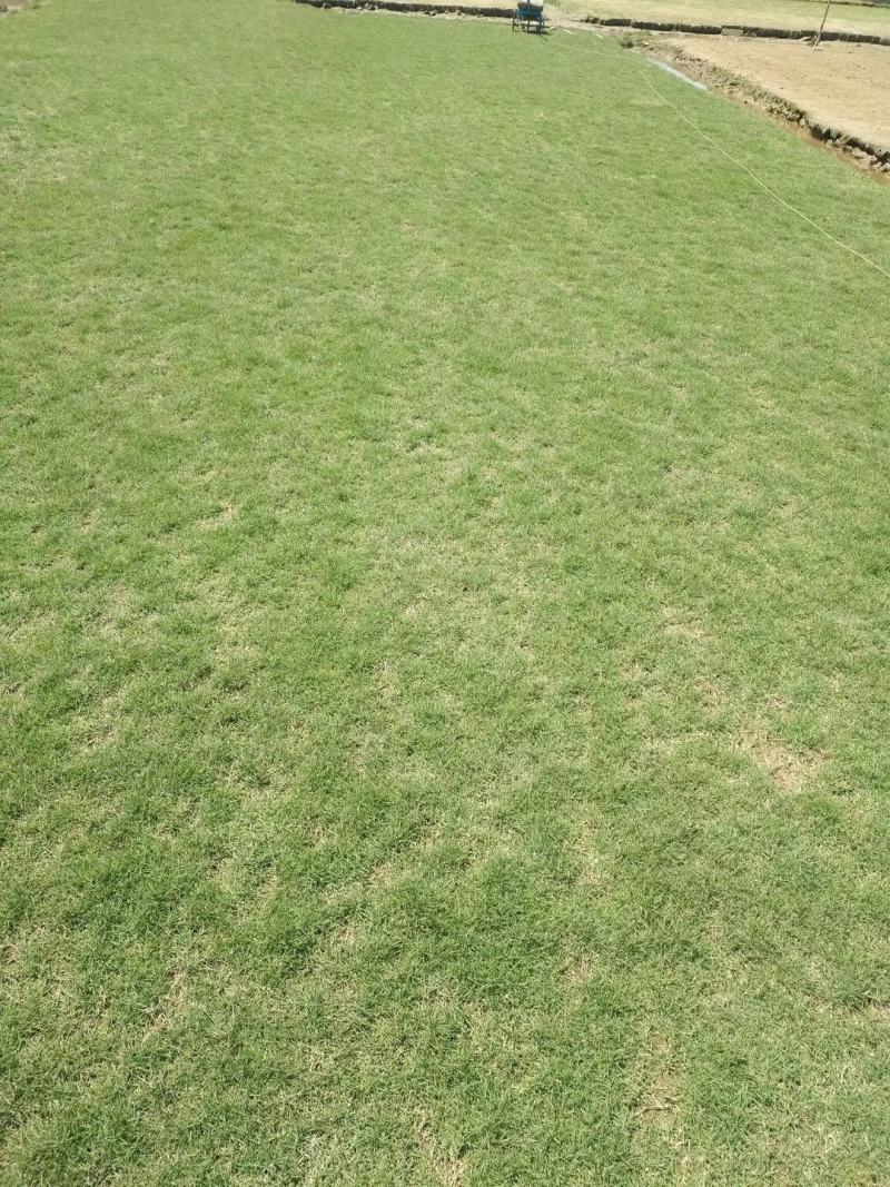 台湾草