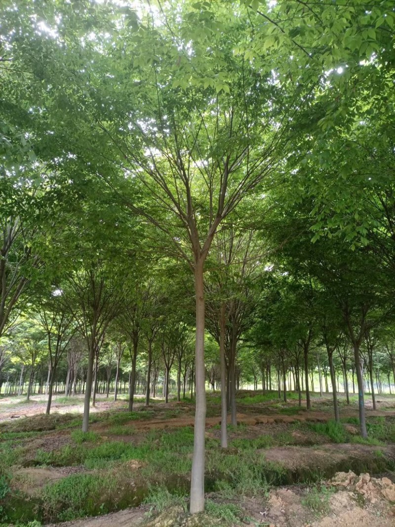 大量供应15公分精品榉树工程苗苗圃基地直销