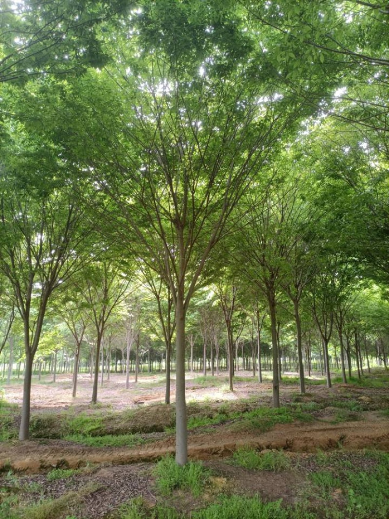 大量供应15公分精品榉树工程苗苗圃基地直销
