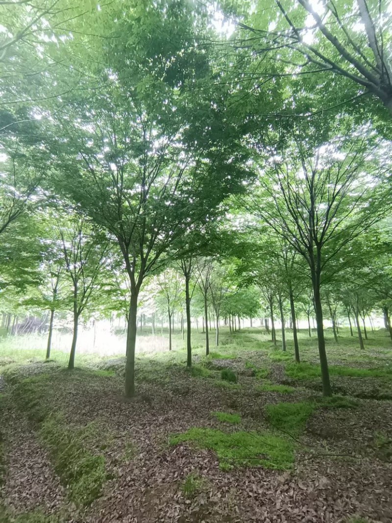 大量供应15公分精品榉树工程苗苗圃基地直销