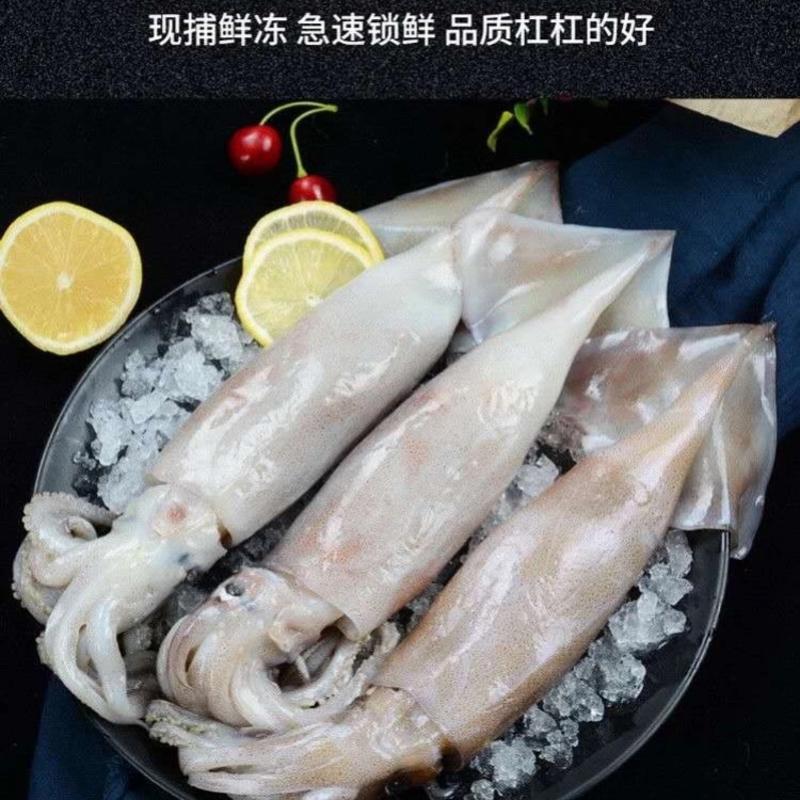 整条鱿鱼小鱿鱼尤鱼鱿鱼须鱿鱼铁板鱿海鲜烧烤火锅食材