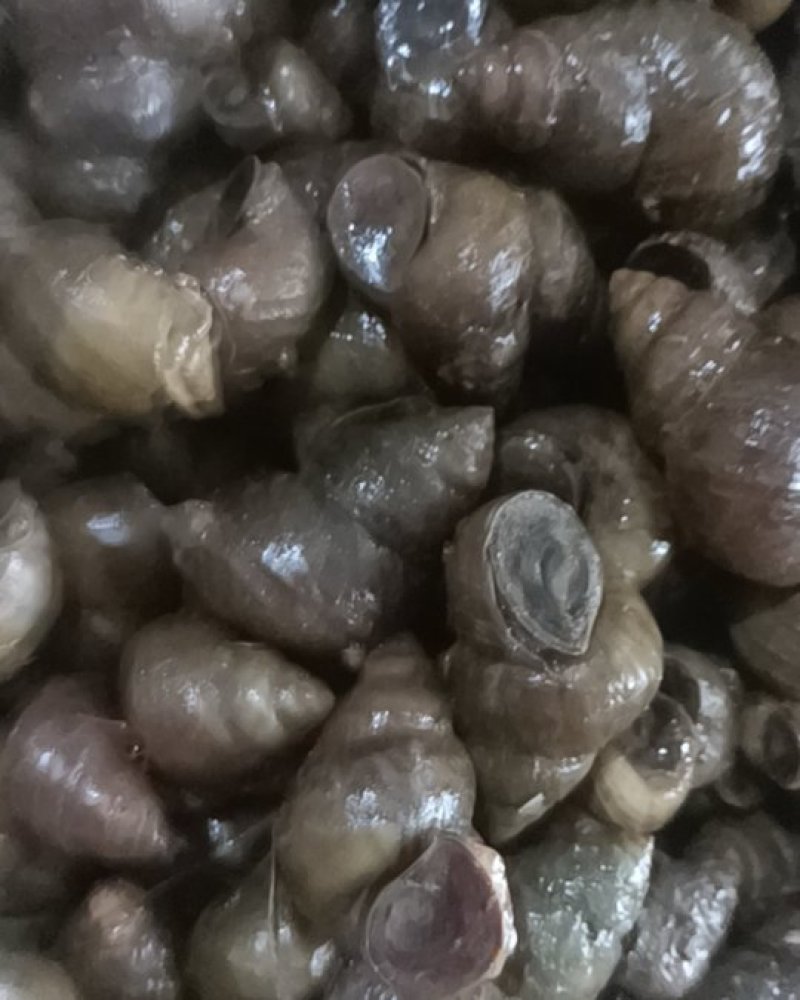 潜江养殖薄壳螺蛳，质量好，炮头多，1.6以上的不封顶