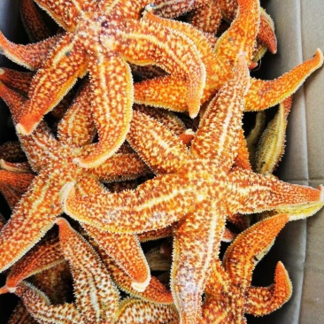 新鲜海星品质好派大星