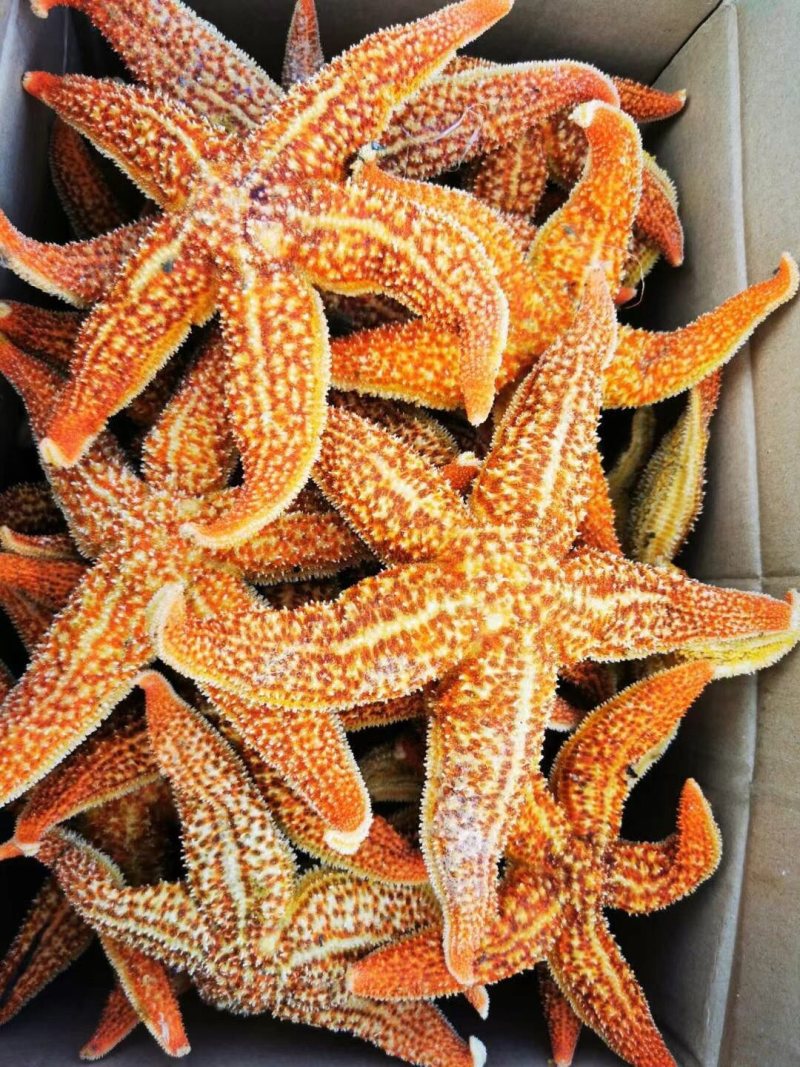 新鲜海星品质好派大星