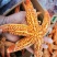 新鲜海星品质好派大星