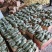 （精品推荐）博洋9号甜瓜大量供应市场电商专业代收
