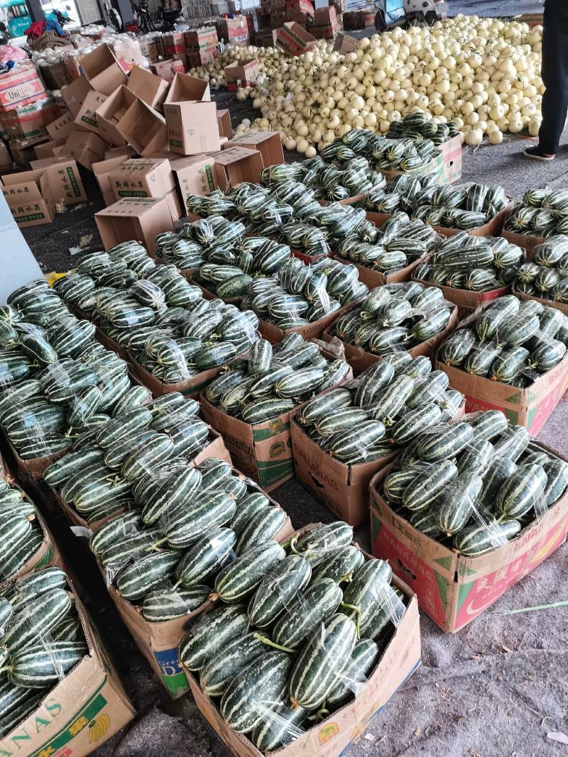 （精品推荐）博洋9号甜瓜大量供应市场电商专业代收