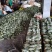 （精品推荐）博洋9号甜瓜大量供应市场电商专业代收