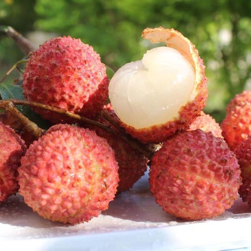 桂味荔枝苗带有桂花香味核小嫁接苗苗子漂亮