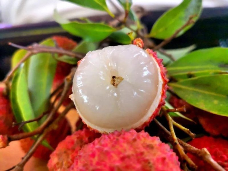 桂味荔枝苗带有桂花香味核小嫁接苗苗子漂亮