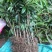 桂味荔枝苗带有桂花香味核小嫁接苗苗子漂亮