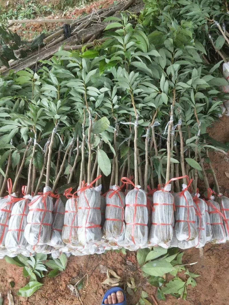 桂味荔枝苗带有桂花香味核小嫁接苗苗子漂亮