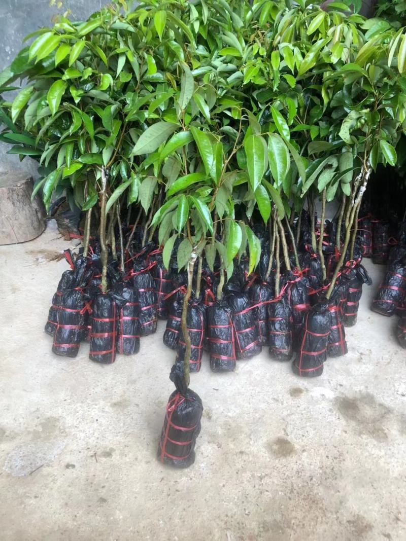 桂味荔枝苗带有桂花香味核小嫁接苗苗子漂亮