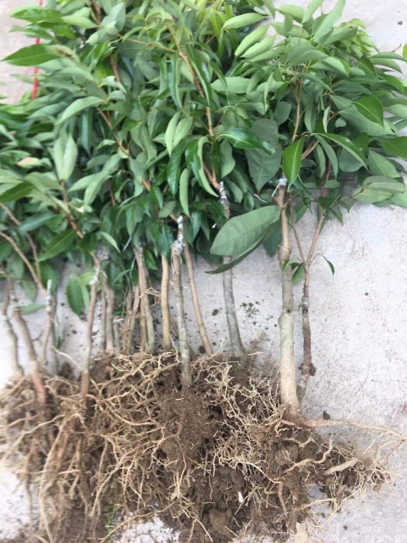 桂味荔枝苗带有桂花香味核小嫁接苗苗子漂亮