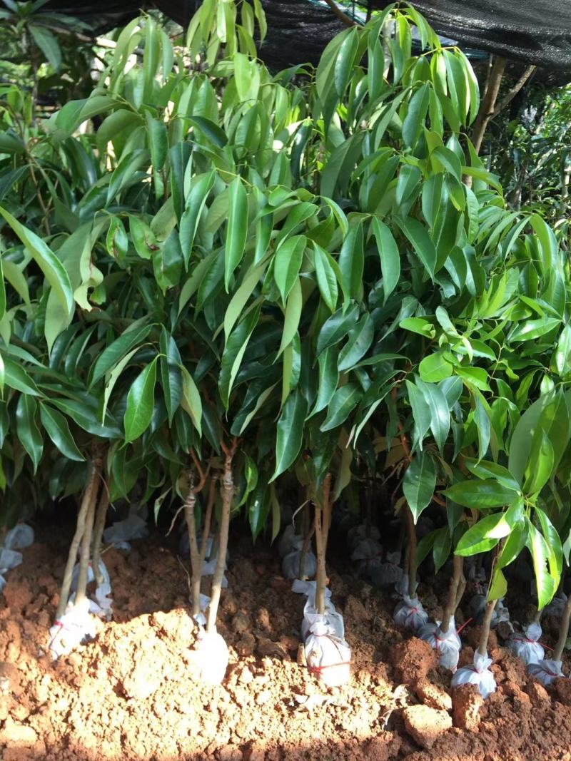 桂味荔枝苗带有桂花香味核小嫁接苗苗子漂亮
