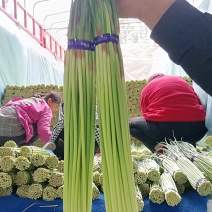 邳州精品红帽蒜苔30-40cm适合每一个市场