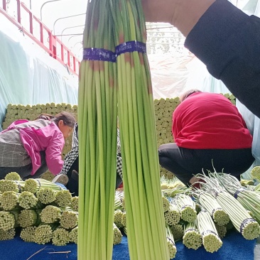 邳州精品红帽蒜苔30-40cm适合每一个市场