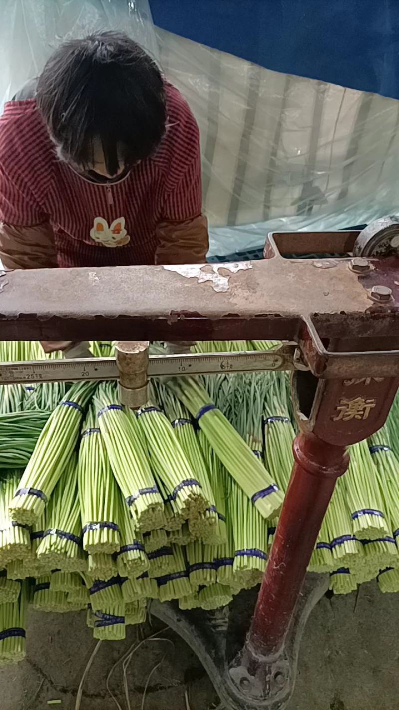 邳州精品红帽蒜苔30-40cm适合每一个市场