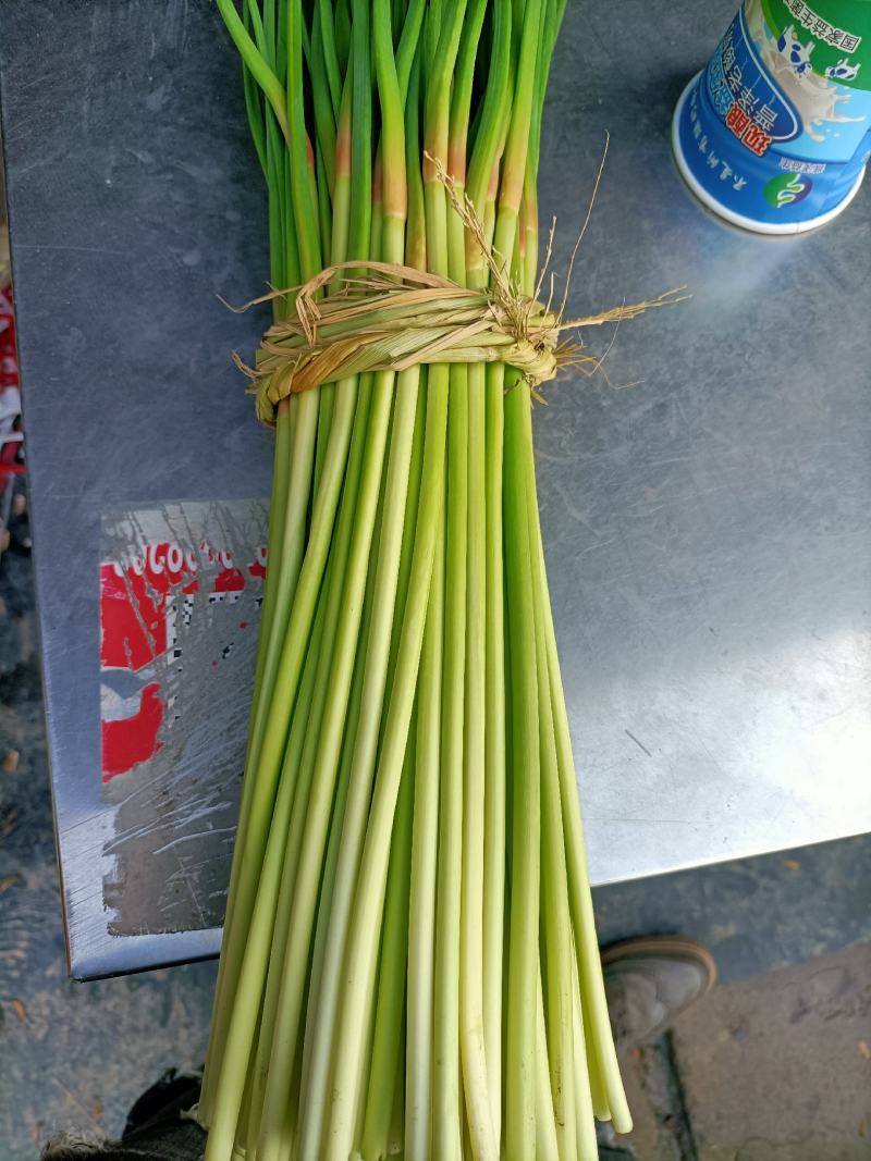 邳州精品红帽蒜苔30-40cm适合每一个市场
