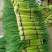 邳州精品红帽蒜苔30-40cm适合每一个市场