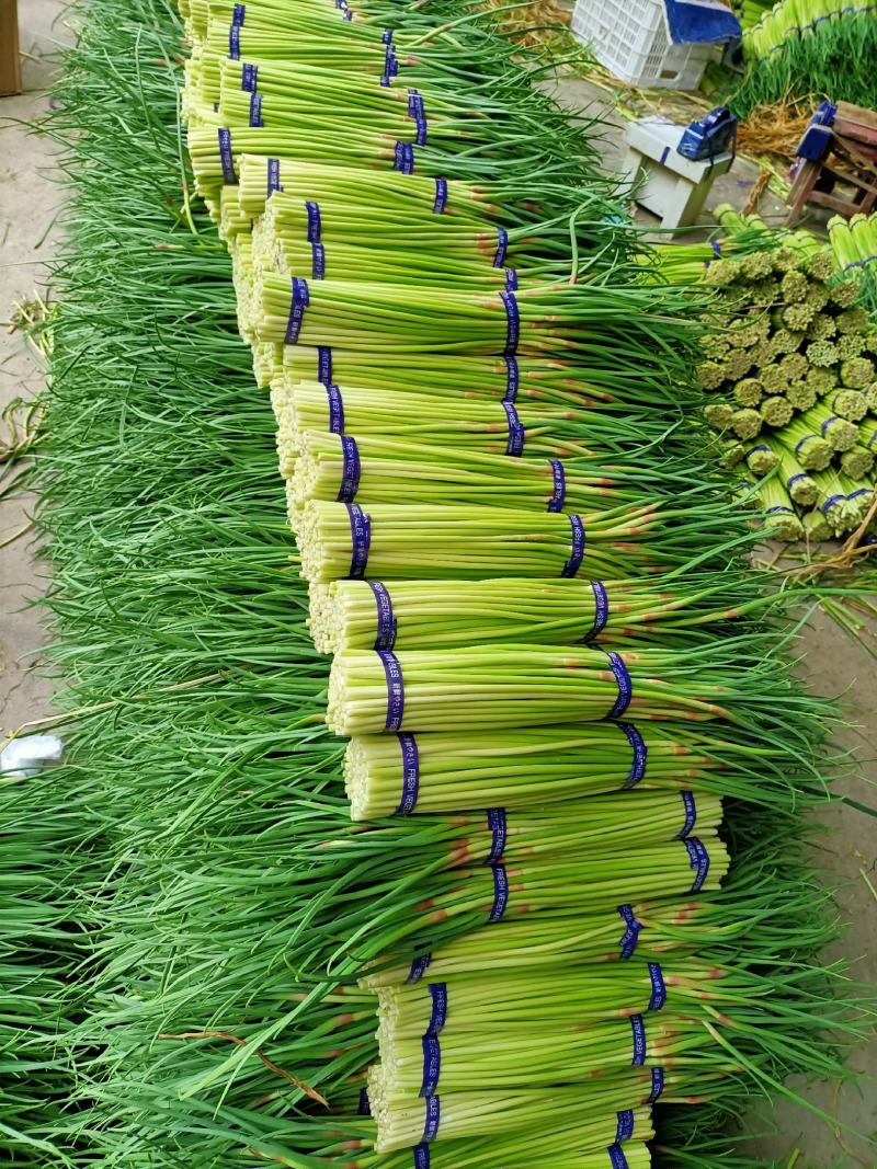 邳州精品红帽蒜苔30-40cm适合每一个市场