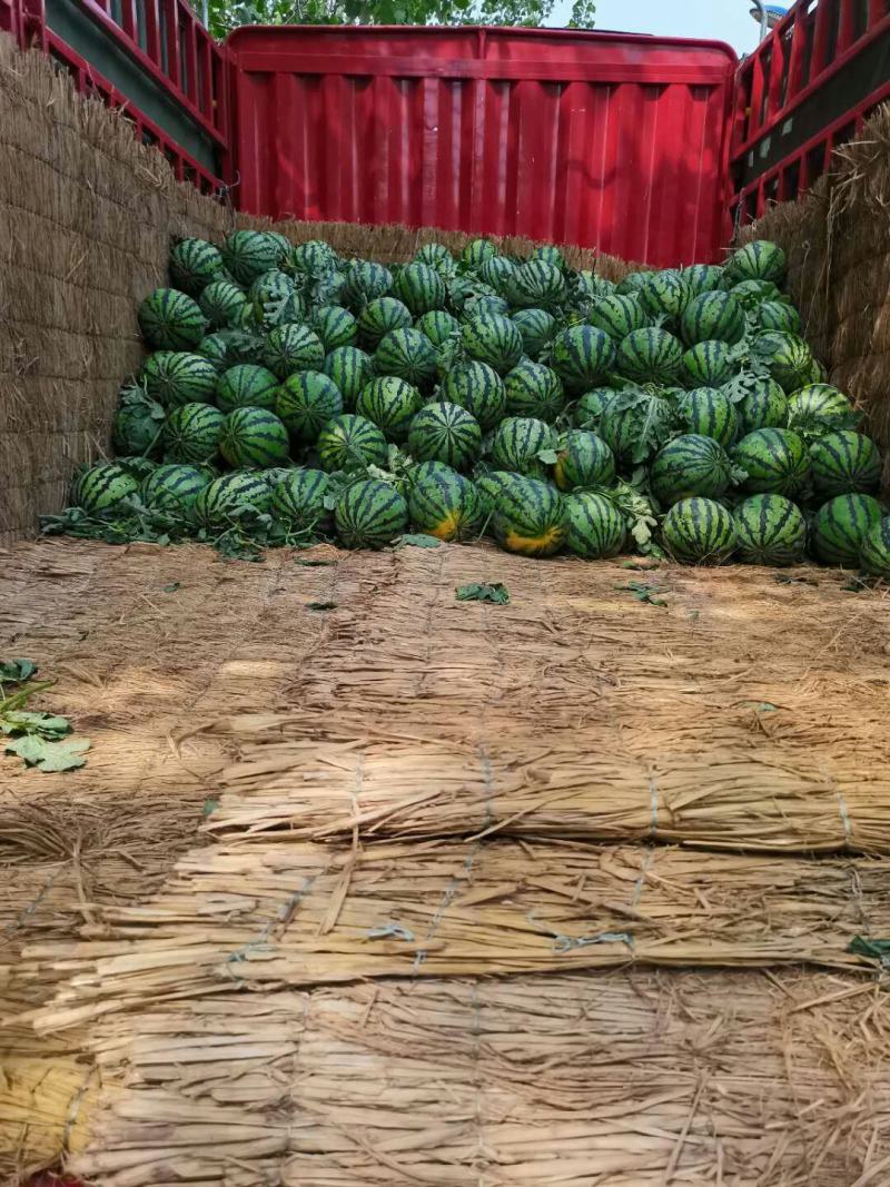 [甜王西瓜]山东优质甜王西瓜大量上市中销售，价格便宜
