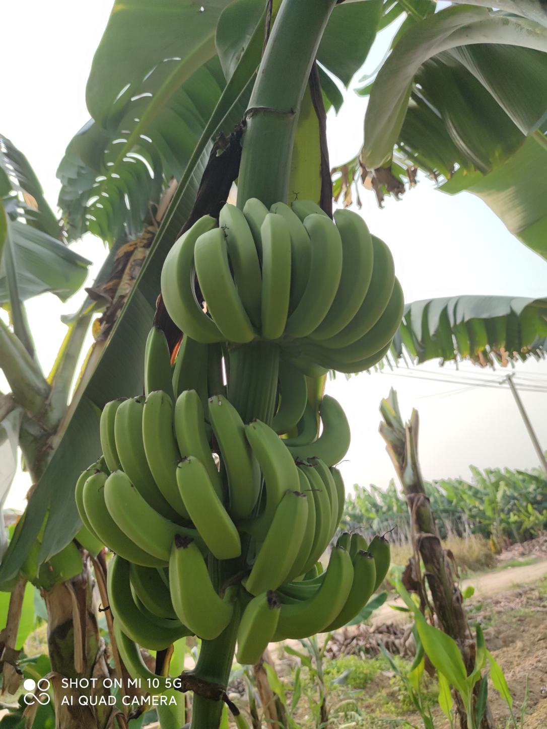 [香蕉批发]香蕉0.80元/斤 - 一亩田