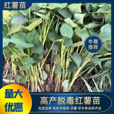 红薯苗，高产脱毒地瓜苗，成活率高早丰、济薯等品种大量批发