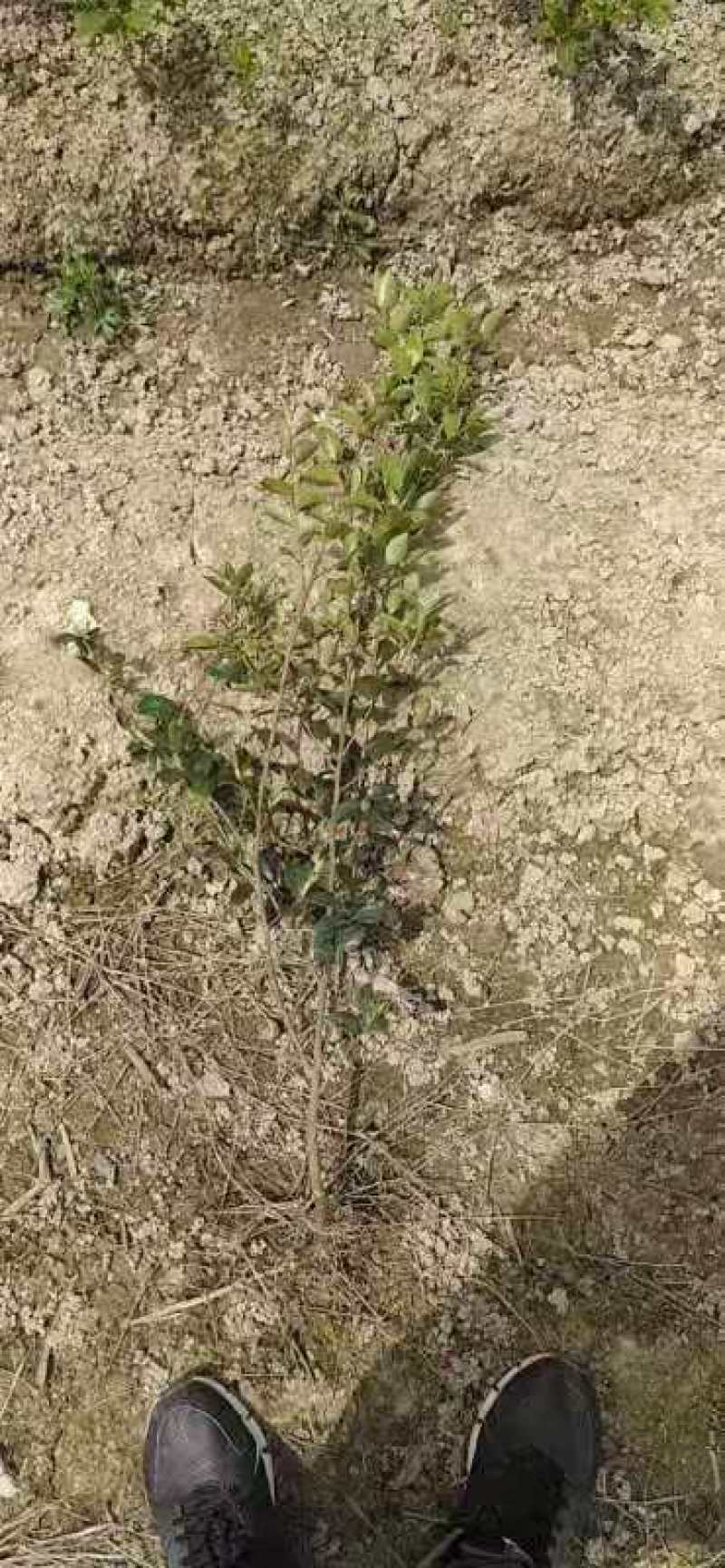 1米高茶梅裸根