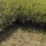 1米高茶梅裸根