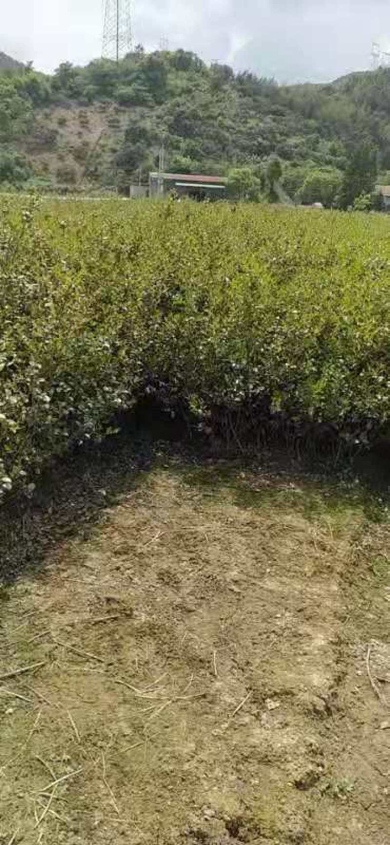 1米高茶梅裸根